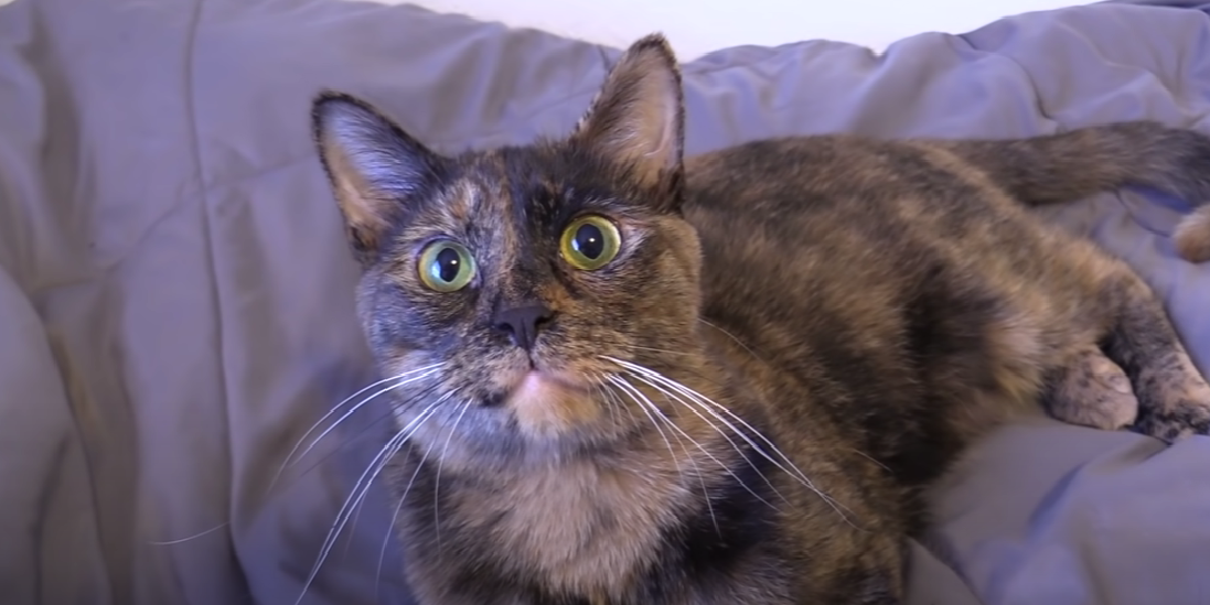 Cat Won’t Stop Meowing in Cage: What to Do? - KittenWiki