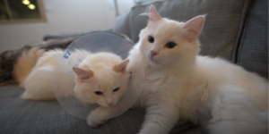 Helping Your Cat Regain Normal Habits